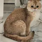 ذكر سكوتش فولد قولد