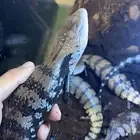 سقنقور الاندنوسي بلو تأنق سكنك blue tongue skinللبيع