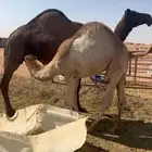 قعود فل الفل مغلق كايف للبيع