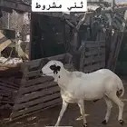 فحل ثني مشروط
