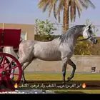 للبيع فرس مصريه بيور لقاح ثلاث شهور ونص