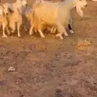معزاء مشاريك مصريات خصصصم