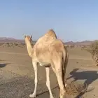 ناقه حايل جاهزه للمناخ الاب الكايد الفرتاج الام حره من شقر