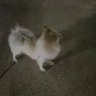 بومريميان للبيع