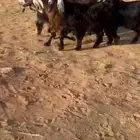 معزاء عوارض طييبه