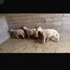 أربعة خرفان صفر كفو