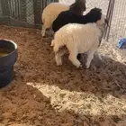 بهم نعيم نظيف جدا  مغلق شحم