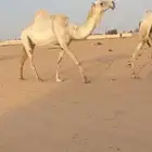لقحتين وضح كفو