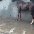 مهر كفو