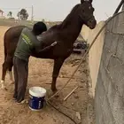 حصان للبيع