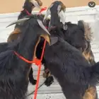 تيوس