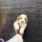 كلاب مالتيبو مني