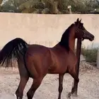 للبيع حصان واهو