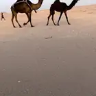 للبيع خلفه كفو