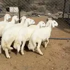 خرفان مناسبات كفو