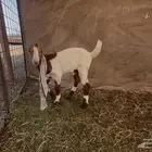 جفرتين وتيس دواغير فواخر