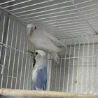 جوز روز منتج