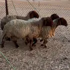 غنم نعيم صنف مقنوي