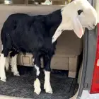 طلي مشروع فحل
