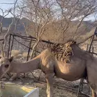 قعود حمر للبيع