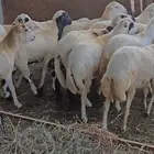 خرفان ذبايح بلدي نظيفة مخاصي وغير مخاصي