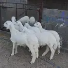طليان نظاف للبيع