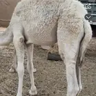 قعود