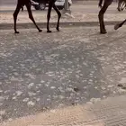 القاح وعجوم وضرايب وقعدان