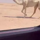 جمل اوضح
