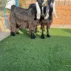جفرتين عوارض معرفات صنف خصمم