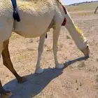 مطلوب راعي ابل من السودان