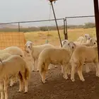 رخال حريه نظيفه ومشروطه