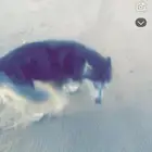 كلب هاسكي بيور ذكر