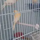 ذكر كناري مغرد مع انثتين وقفص انتاج