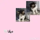قطط للتبني