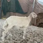 رخل حرية طيبه للبيع