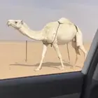 عشرا حدرها بكره حيسونيه