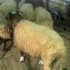 خرفان