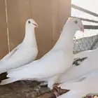 زاجل سباق دلبر جان اردن