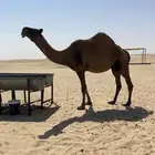 للبيع لقحه كفو