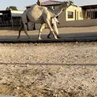 للبيع الفحل الكفووو