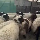 نعيمي رخال