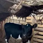 عجل للبيع العمر 5اشهر عجل بلدي