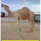 بعير رباع