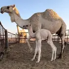 خلفه مصغر لبيع