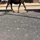 للبيع القحه مقرب