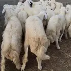 18 خرفان او طليان حريات جبره وكفوو البيع جمله وتفريد