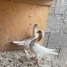 حمام شيكر ( كوبرا )