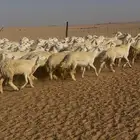 غنم حريه حرش للبيع