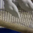 روز البينو